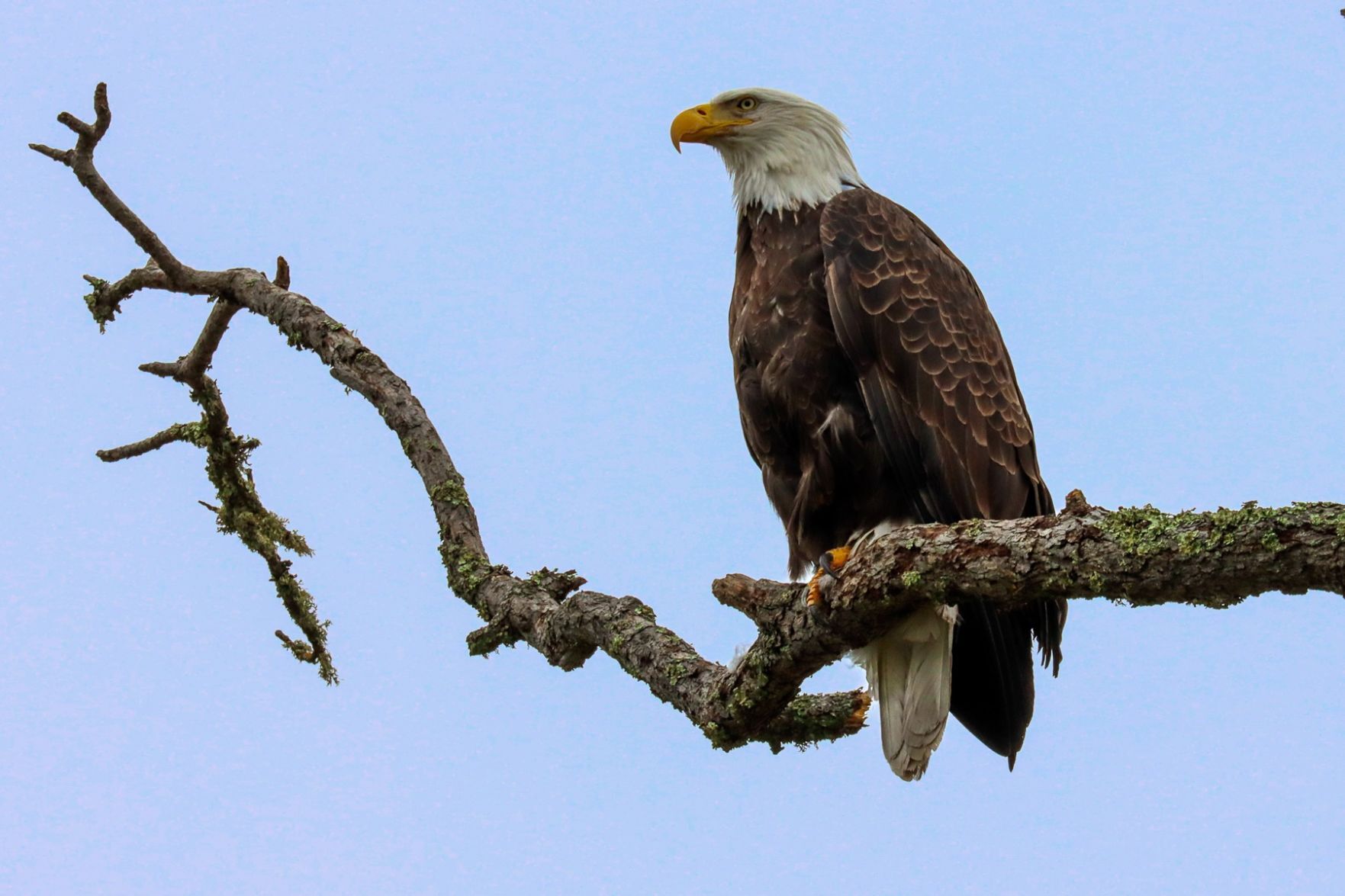 Bald eagle